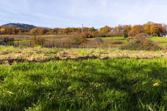 Wuenheim_©Serge NIED_-524