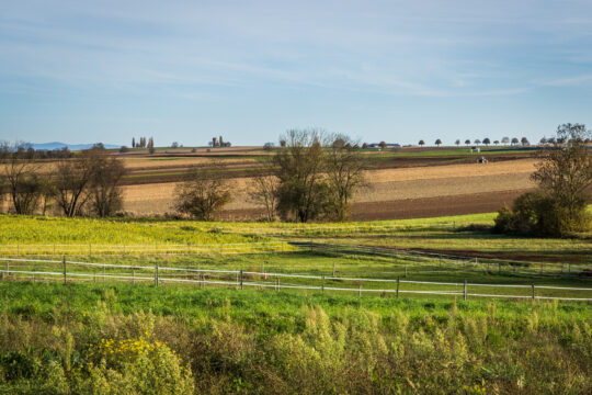 Osthoffen_©Serge NIED_-583