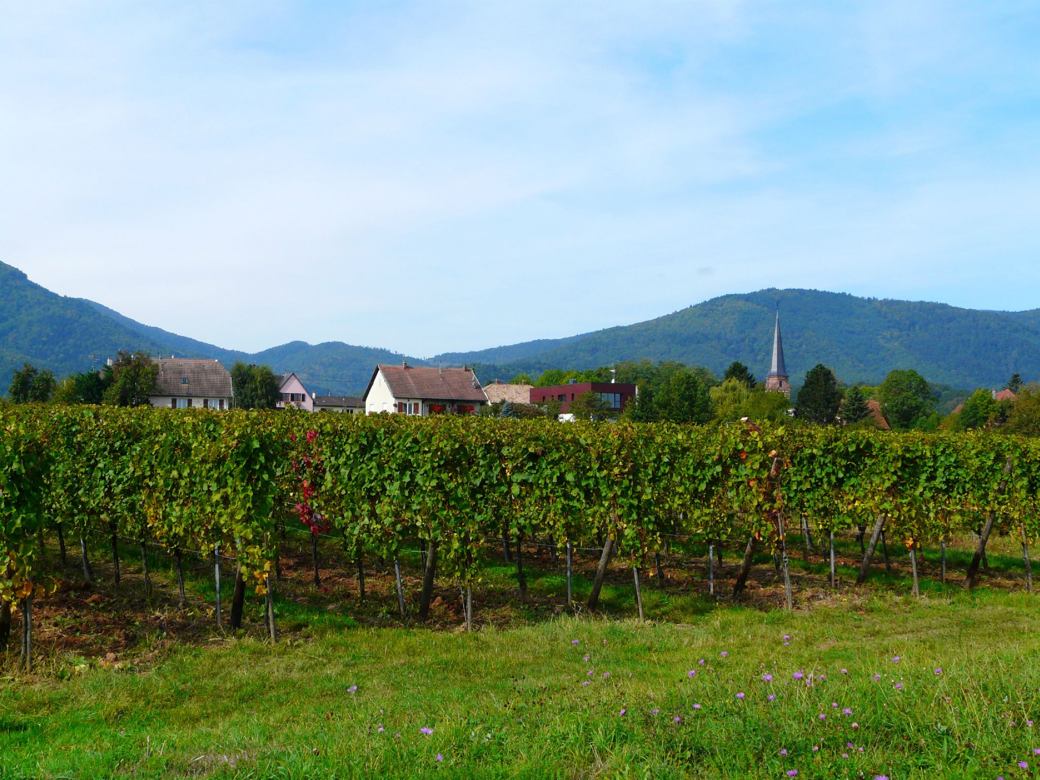  Lotissement "Le Chêne" à WUENHEIM